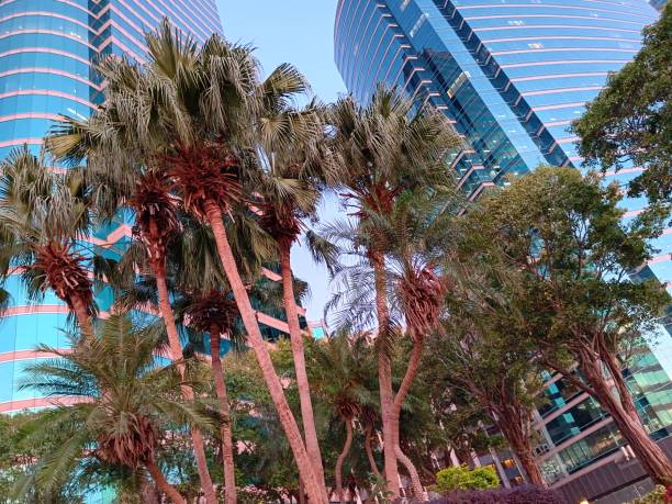 istock Can't imagine, palm trees on rooftop more green than tropical forest 1813677297