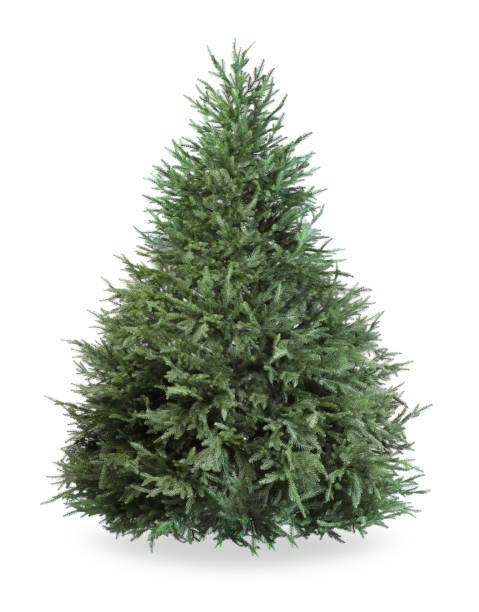 istock One green Christmas tree isolated on white 1813685087
