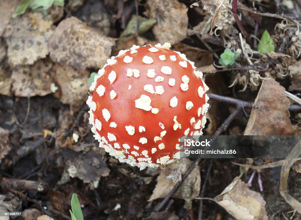 Grzyb trujący - Zbiór zdjęć royalty-free (Amanita parcivolvata)