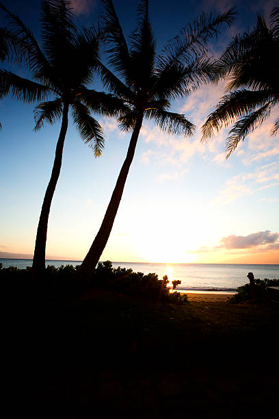 wunderschöne maui hawaii am strand mit palmen bei sonnenuntergang - kihei kaanapali lahaina coconut palm tree stock-fotos und bilder