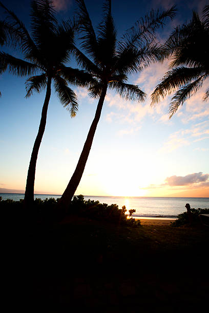 hermoso maui, hawaii en la playa de atardecer en el palmar - kihei kaanapali lahaina coconut palm tree fotografías e imágenes de stock