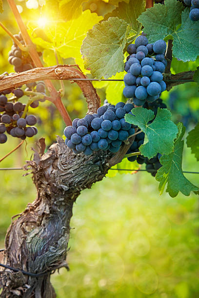 istock Bunch of black grapes 181369245