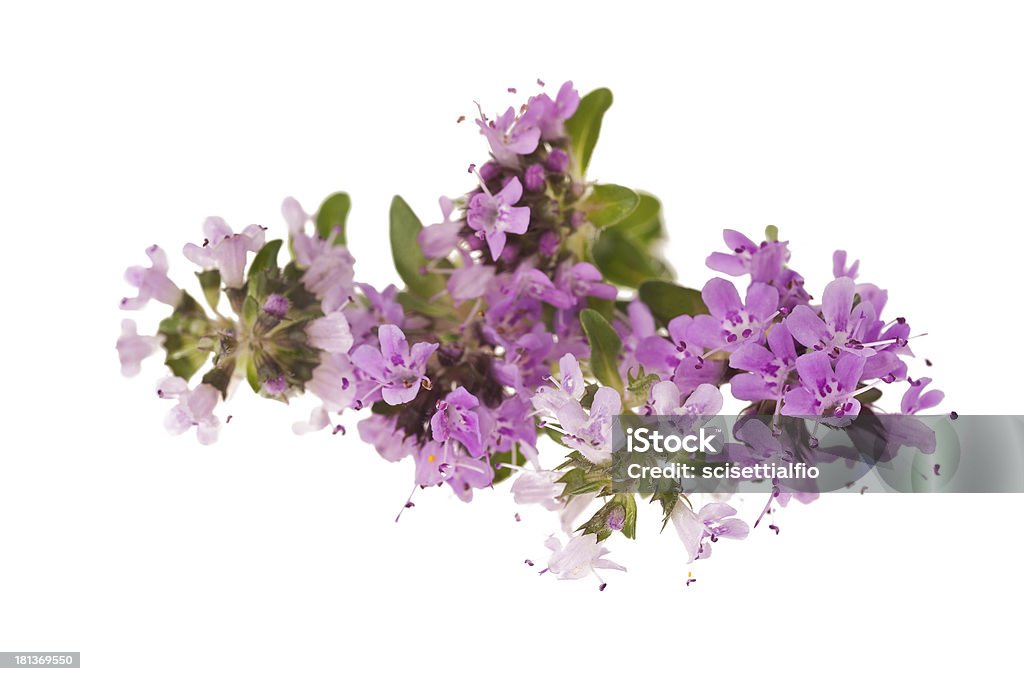 Timo fiori - Foto stock royalty-free di Aromaterapia