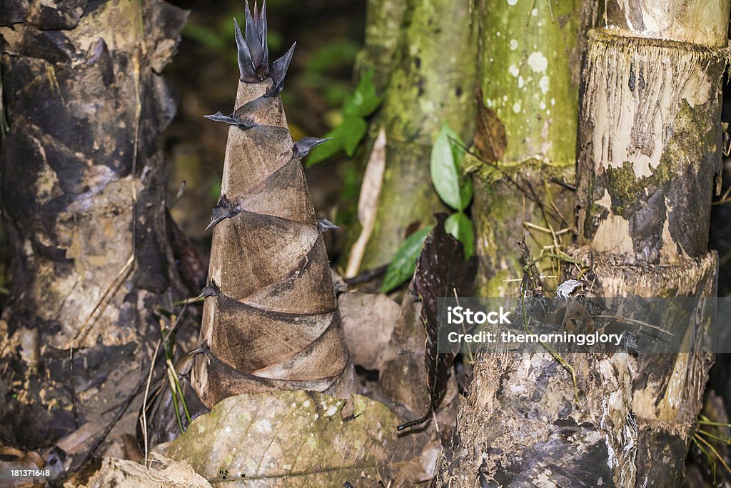 Shoot of Bamboo Shoot of Bamboo in forest Backgrounds Stock Photo