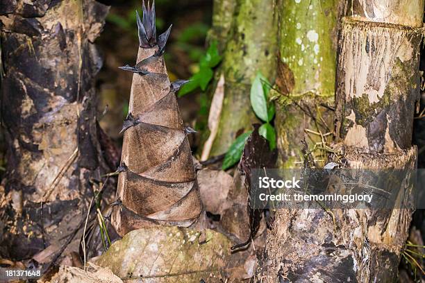 Shoot Of Bamboo Stock Photo - Download Image Now - Backgrounds, Branch - Plant Part, Climate