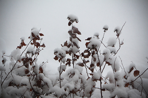 Close up of snow on shrubbery