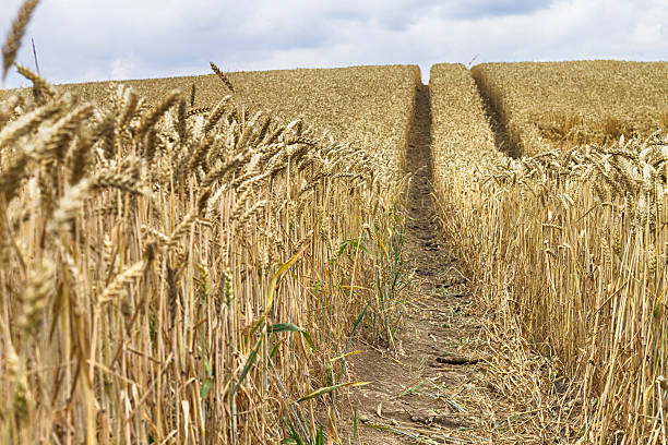 istock Wheat field and blue sky in Gniew Poland 181373988