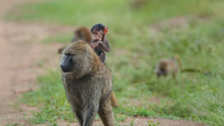 SLO MO Olive Baboon Carrying Young On Her Back And Walking With Family Through Grass Field In Tanzania