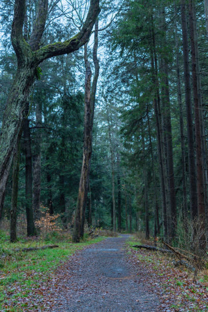 overcast rainy day fresh forest winter bad weather