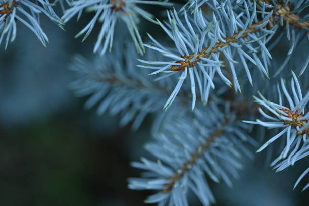 istock background of blue Christmas tree branches, blue branches of a Christmas tree close-up,  short needles of a coniferous tree close-up on a green background, texture of needles of a Christmas tree close-up, blue pine branches 1813764071