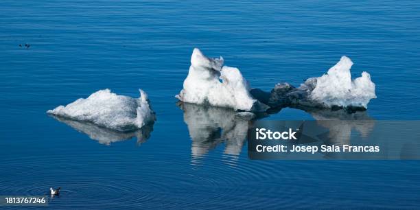 Laguna Jökulsárlón Stock Photo - Download Image Now - Bird, Central Iceland, Cold Temperature