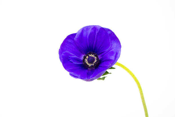 istock Purple anemone flowers. 1813790409