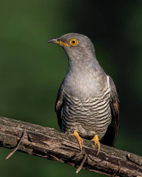 The Common Cuckoo The common cuckoo is a brood parasite, laying its eggs in the nests of other bird species. The host birds then raise the cuckoo chicks, often unaware that they're not their own. common cuckoo stock pictures, royalty-free photos & images