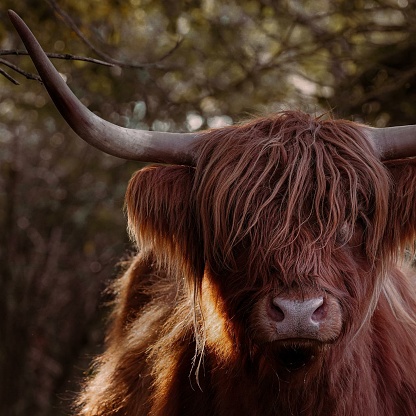 Highland cows are quite a sight with their iconic long, shaggy hair and impressive horns. They're known for their hardiness and adaptability to harsh weather conditions.