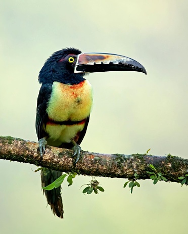 The collared aracari, native to Central and South America, is recognized by its black and yellow beak, blue and red markings, and a distinctive black band around its neck. These social birds often form flocks and feed on fruits, insects, and small vertebrates.