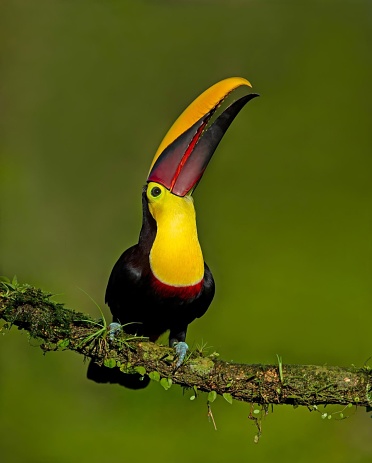 The chestnut-mandibled toucan, also known as the Swainson's toucan, is characterized by its vibrant plumage and large, colorful bill. Found in Central and South America, these toucans play a vital role in seed dispersal within their habitats.