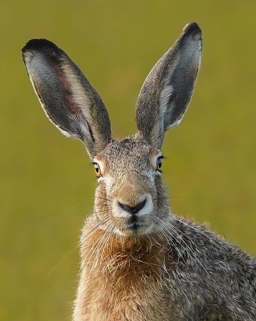 European hare (Lepus europaeus) eating ripe grain.