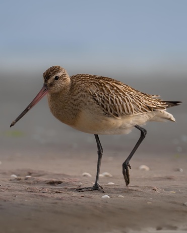 Bar-tailed Godwits hold the record for the longest non-stop flight of any bird, covering around 7,000 miles during their migration from Alaska to New Zealand. Quite the avian marathon!