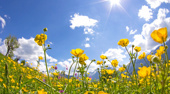 Field of buttercups from low angle view with shallow depth of field. Long stalks of grass are blurred in the background