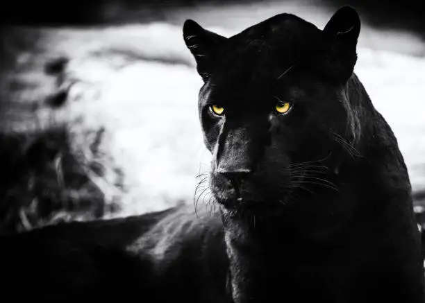 Black Jaguar, Artistic Photo Processing