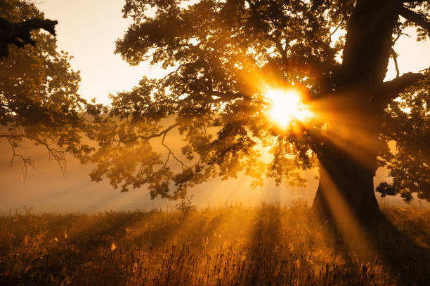 istock Sunbeams, Fog, Oak Tree 1813815040
