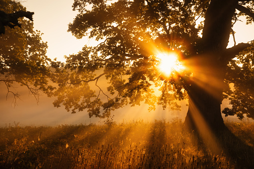 Sunbeams, Fog, Oak Tree