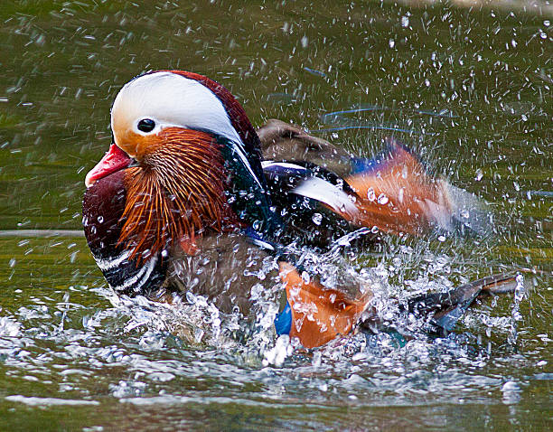 Mandarin duck bathing stock photo