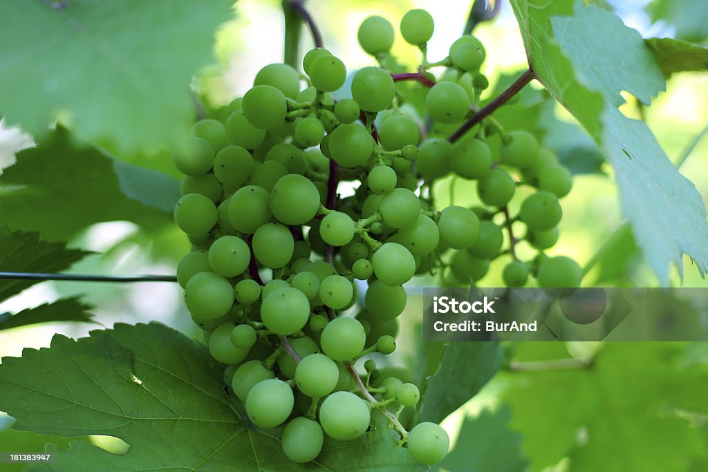 Uva verde - Foto stock royalty-free di Agricoltura