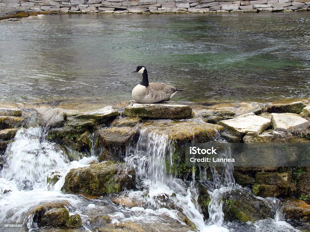 Bernache du Canada assise sur les rochers au-dessus de la cascade - Photo de Montana - Ouest Américain libre de droits