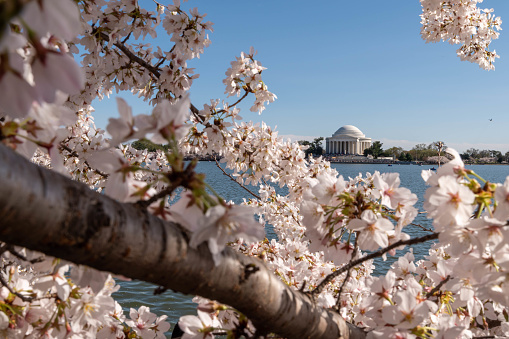 The cherry blossoms seen in peak bloom at the Tidal Basin in Washington, D.C.