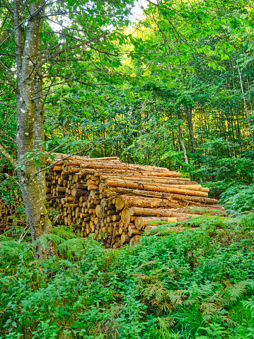 Tree logs in forest after clearing of plantation in forest. Raw timber from felling site. Cut trees logs. Stacks of cut wood. Logging industry