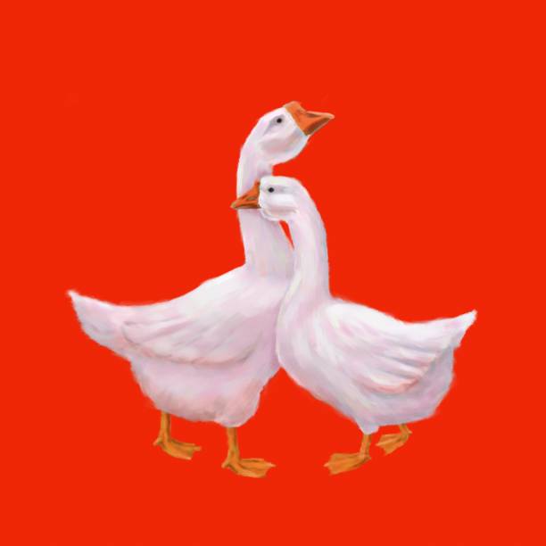 istock A picturesque illustration of a pair of white geese 1813861082