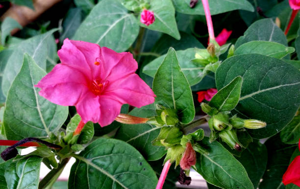 istock Mirabilis jalapa, four o'clock flower 1813861241