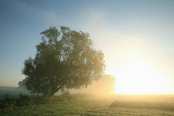 istock Foggy September morning 181387037