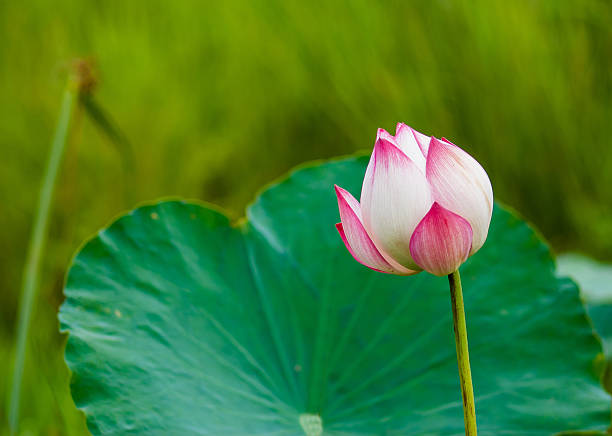beautiful lotus flower in blooming