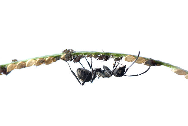 istock ant and aphid symbiosis 181388174