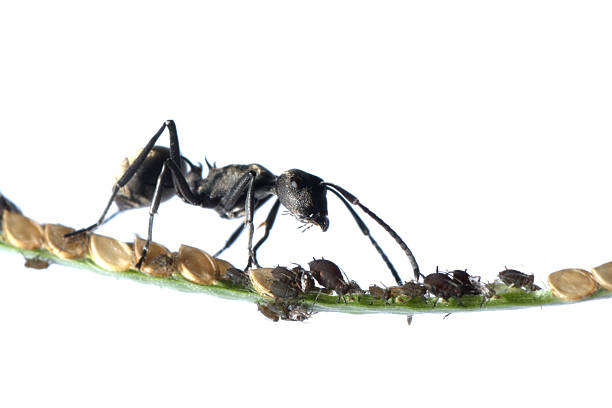 istock ant and aphid symbiosis 181388175