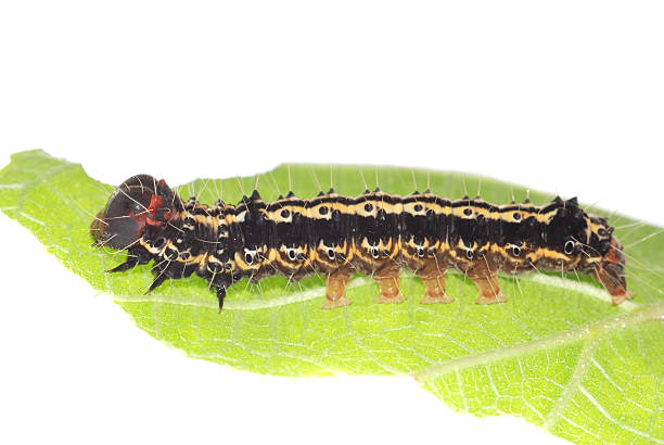 istock butterfly caterpillar on green leaf 181388941