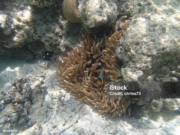 Snorkeling In The Red Sea Stock Photo - Download Image Now - Animal, Animals In The Wild, Aquatic Sport