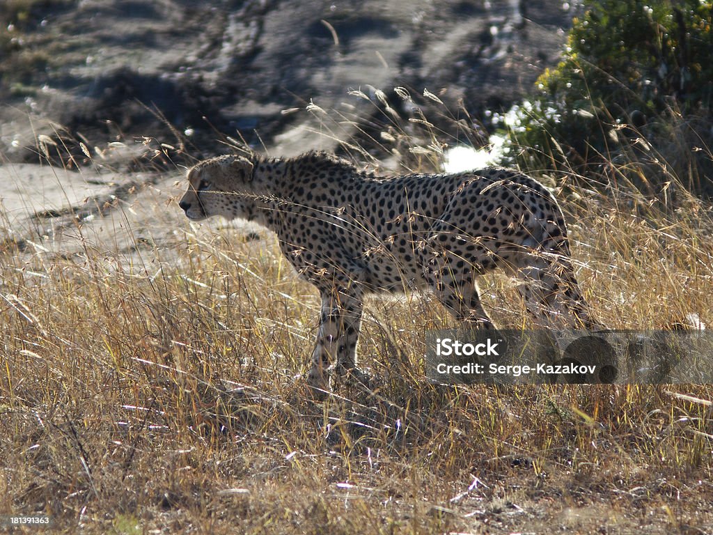 Leopard in the grass Leopard standing in the grass with rocks and trees Africa Stock Photo