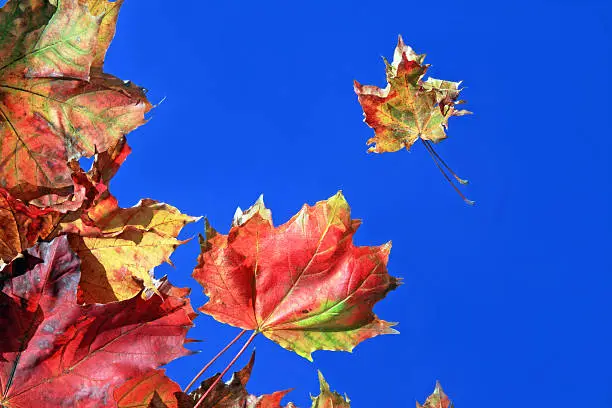 Background - colorful autumn foliage