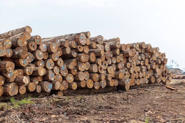 istock Stockyard of timber logs from Amazon region 1813919150