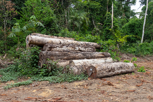 Abandoned pile of extracted timber in the brazilian Amazon rainforest