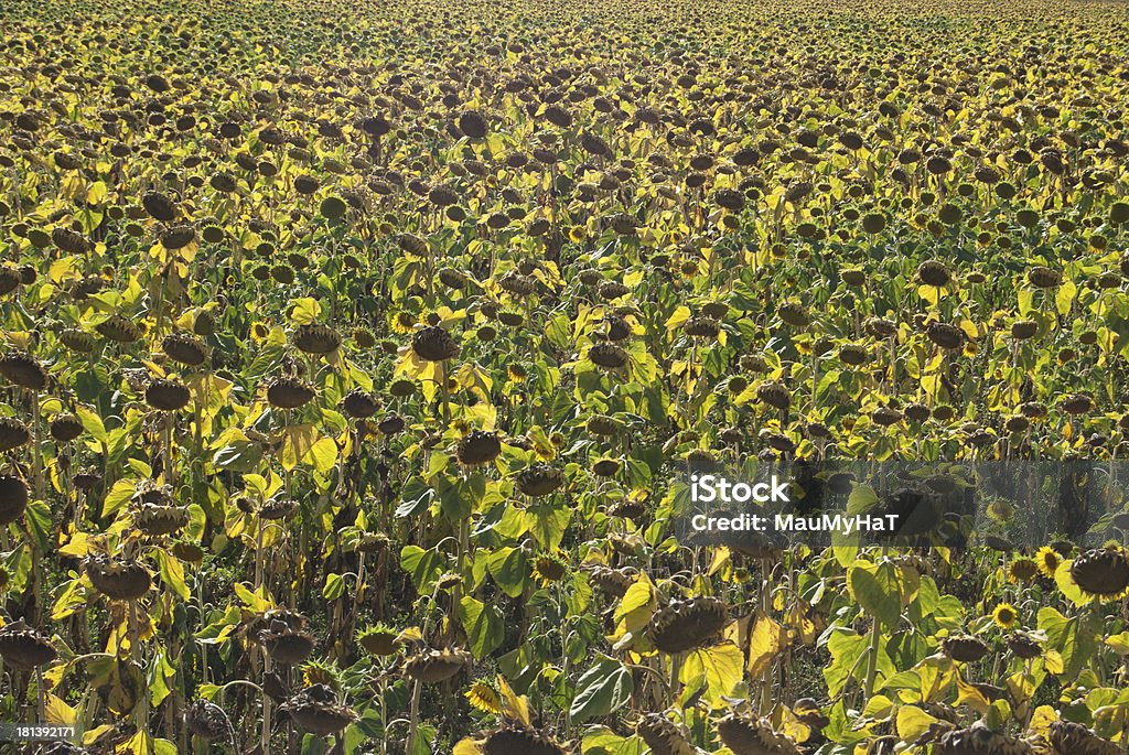 Sunflowers para colheita - Royalty-free Agricultura Foto de stock