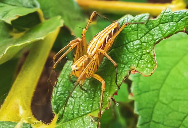 istock close up small spider on a leaf in autumn. Oxyopes salticus macro photography. 1813927825