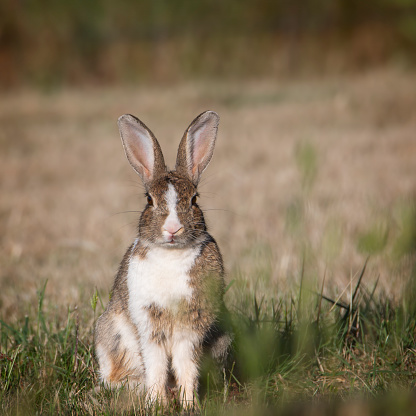 European Wild rabbit (Oryctolagus cuniculus) in lovely green vegetation surroundings with white flowers