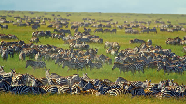 SLO MO Vast Grassy Landscape Full Of Zebras At Serengeti National Park. The expansive and picturesque grassy landscape of the Serengeti National Park is filled with a multitude of zebras. The scene showcases the natural beauty and abundance of wildlife.