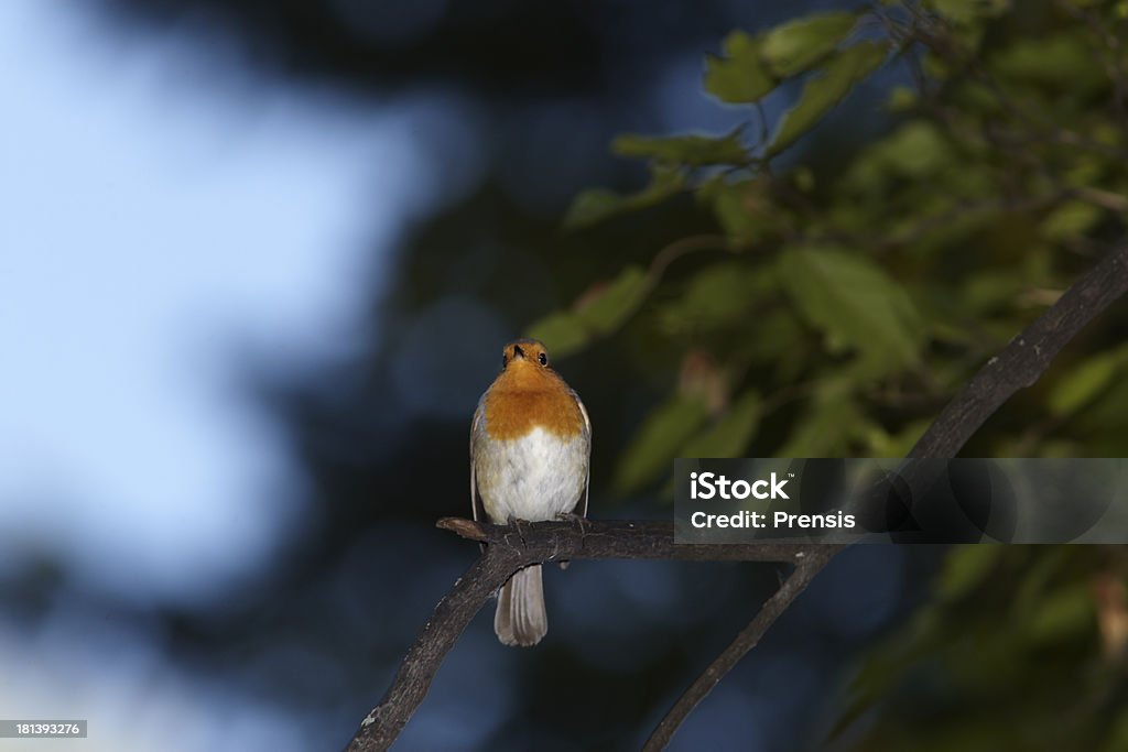 Robin - Royalty-free Ao Ar Livre Foto de stock