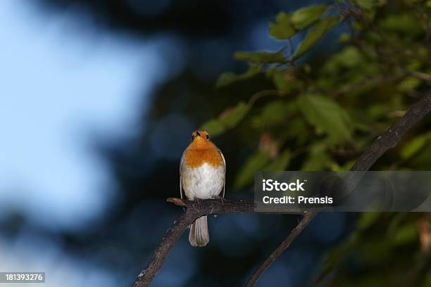 Robin - Fotografias de stock e mais imagens de Ao Ar Livre - Ao Ar Livre, Arbusto, Céu