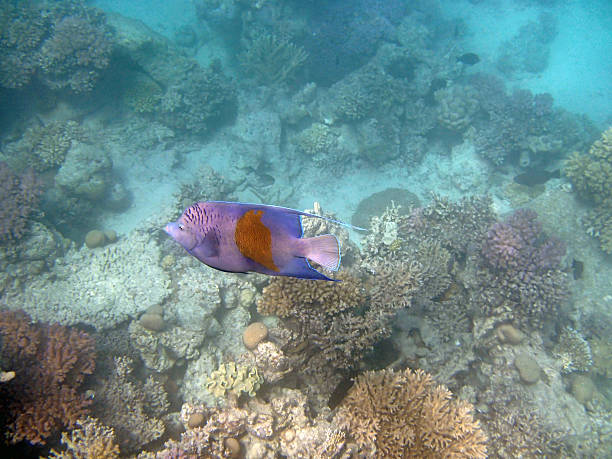 istock snorkeling in the red sea 181393641